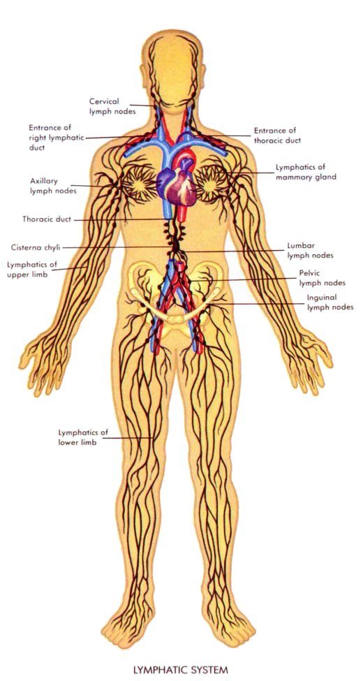 Ilustrace - lymfatický systém